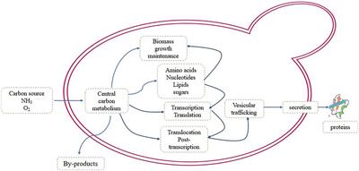 Current advances of Pichia pastoris as cell factories for production of recombinant proteins